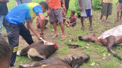 Foto. Aksi Pencurian di Kupang: Kawanan Maling Kabur Tinggalkan 4 Ekor Sapi yang Sudah Dipotong.