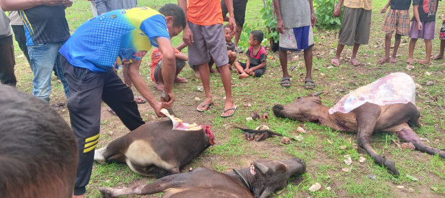 Foto. Aksi Pencurian di Kupang: Kawanan Maling Kabur Tinggalkan 4 Ekor Sapi yang Sudah Dipotong.