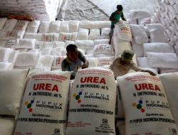 Alokasi Pupuk Subsidi untuk Kabupaten Kupang Tahun 2025 Capai 13.500 Ton, Berikut Rinciannya
