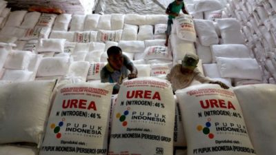 Foto. Alokasi Pupuk Subsidi untuk Kabupaten Kupang Tahun 2025 Capai 13.500 Ton, Berikut Rinciannya.