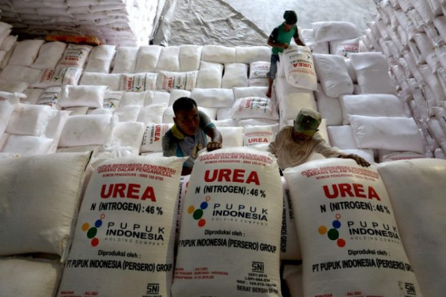Foto. Alokasi Pupuk Subsidi untuk Kabupaten Kupang Tahun 2025 Capai 13.500 Ton, Berikut Rinciannya.