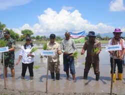 Dukung Swasembada Pangan, Pj Bupati Kupang dan Forkopimda Tanam Padi Inpari 50, Bersama Petani