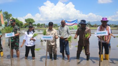 Dukung Swasembada Pangan, Pj Bupati Kupang dan Forkopimda Tanam Padi Inpari 50, Bersama Petani