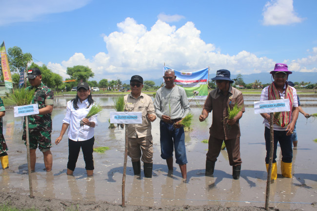 Foto. Dukung Swasembada Pangan, Pj Bupati Kupang dan Forkopimda Tanam Padi Inpari 50, Bersama Petani.