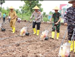 Dukung Swasembada Pangan, Polda NTT Tanam Jagung Seluas 176 Hektare