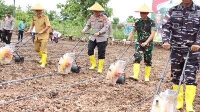 Dukung Swasembada Pangan, Polda NTT Tanam Jagung Seluas 176 Hektare