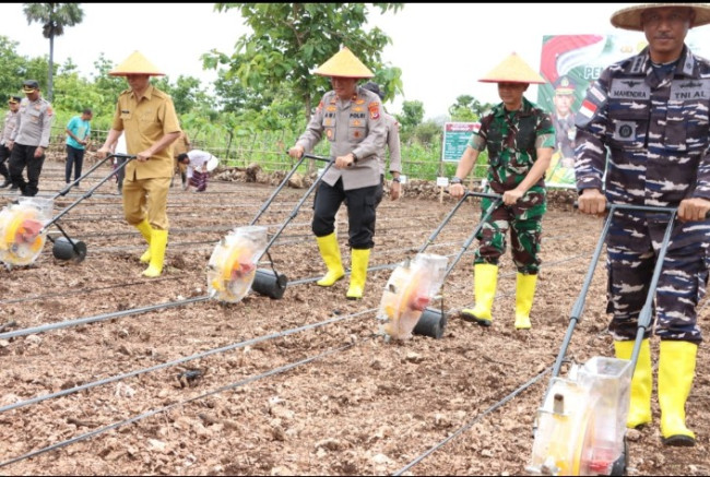 Foto. Dukung Swasembada Pangan, Polda NTT Tanam Jagung Seluas 176 Hektare.