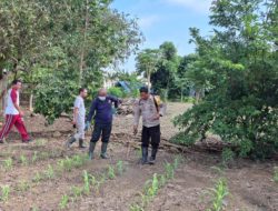 Dukung Program Ketahanan Pangan Nasional, Polres Manggarai Barat Mulai Lakukan Perawatan Jagung