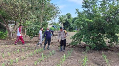 Foto. Dukung Program Ketahanan Pangan Nasional, Polres Manggarai Barat Mulai Lakukan Perawatan Jagung.