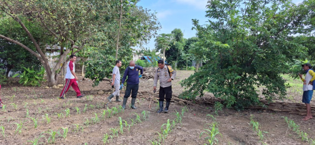 Foto. Dukung Program Ketahanan Pangan Nasional, Polres Manggarai Barat Mulai Lakukan Perawatan Jagung.