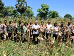 Dukung Ketahanan Pangan, Polres Kupang Panen jagung di Kecamatan Kupang Timur