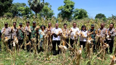 Dukung Ketahanan Pangan, Polres Kupang Panen jagung di Kecamatan Kupang Timur