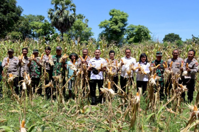 Foto. Dukung Ketahanan Pangan, Polres Kupang Panen jagung di Kecamatan Kupang Timur.