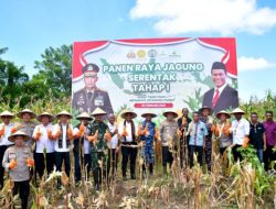 Kapolda NTT Irjen Pol. Daniel Tahi Monang Silitonga, Pimpin Panen Jagung Seluas 18 Haktare di Kupang