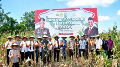 Kapolda NTT Irjen Pol. Daniel Tahi Monang Silitonga, Pimpin Panen Jagung Seluas 18 Haktare di Kupang