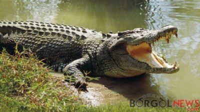 Foto. Warga Kupang Nyaris Tewas Diterkam Buaya Saat Memancing Ikan di Danau, Simak Kronologinya!