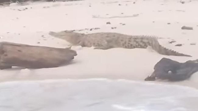 Foto. Puluhan Buaya Berkeliaran di Kabupaten Kupang, Warga Diminta Waspada.