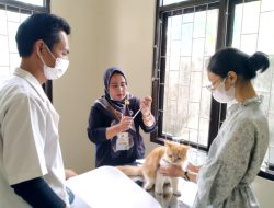 Kemenkes Ingatkan Waspada Rabies, Kasus Gigitan Hewan Meningkat di tahun 2025