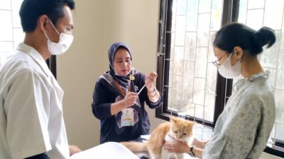Kemenkes Ingatkan Waspada Rabies, Kasus Gigitan Hewan Meningkat di tahun 2025