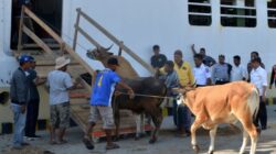 Proses pengiriman ternak sapi ke luar daerah dari Kabupaten Kupang.