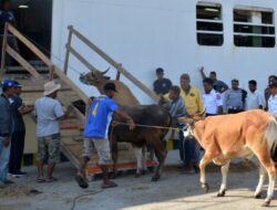 Pemkab Kupang Siap Naikkan Retribusi Pengiriman Sapi: Dari Rp25.000 Jadi Rp100.000 per Ekor, Pengusaha Gaspol Dukung!