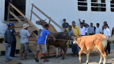 Proses pengiriman ternak sapi ke luar daerah dari Kabupaten Kupang.