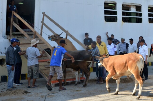 Proses pengiriman ternak sapi ke luar daerah dari Kabupaten Kupang.