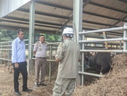 Borok Tata Niaga Sapi NTT Terkuak: Ombudsman Bongkar Praktik Fee, Rekomendasi Bodong, dan Sapi ‘Kurang Gizi’