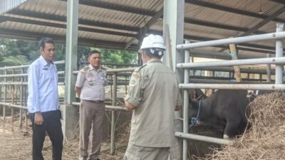 Borok Tata Niaga Sapi NTT Terkuak: Ombudsman Bongkar Praktik Fee, Rekomendasi Bodong, dan Sapi 'Kurang Gizi'.