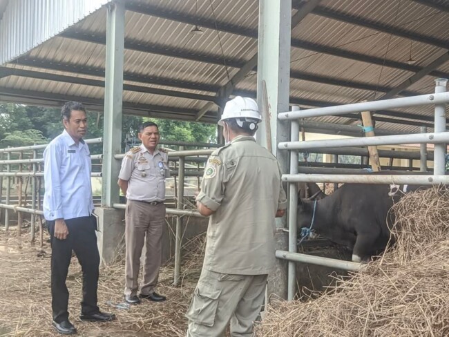 Borok Tata Niaga Sapi NTT Terkuak: Ombudsman Bongkar Praktik Fee, Rekomendasi Bodong, dan Sapi 'Kurang Gizi'.