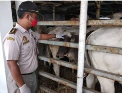 Terungkap! Dugaan Pungli Pengiriman Sapi di NTT, Balai Karantina Minta Pelaku Usaha Taat Regulasi