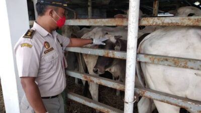 Petugas Balai Karantina NTT sedang memeriksa kondisi kesehatan sapi sebelum pengiriman ke luar daerah.