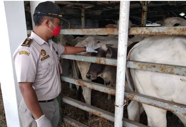 Petugas Balai Karantina NTT sedang memeriksa kondisi kesehatan sapi sebelum pengiriman ke luar daerah.