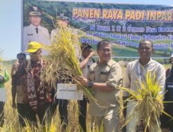 Dukung Swasembada Pangan Nasional, Bupati Yosef Lede Panen Padi Inpari 32 di Amarasi