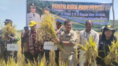 Bupati Kupang Yosef Lede memimpin panen raya padi Inpari 32 di Desa Enoraen.