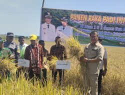 Kabupaten Kupang Targetkan Swasembada Beras 2025: Bupati Yosef Lede Optimis