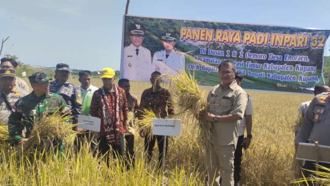 Bupati Kupang Yosef Lede memimpin panen raya padi Inpari 32 dan Chiherang bersama petani Desa Enoraen.