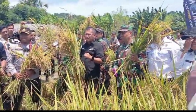 Suasana semangat panen raya yang dihadiri Forkopimda, Dinas Pertanian, dan kelompok tani Sotadei.
