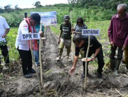 NTT Jadi Daerah Prioritas Swasembada Pangan, Bupati Kupang dan Ahmad Yohan Tanam Jagung Musim Kedua di Fatuleu