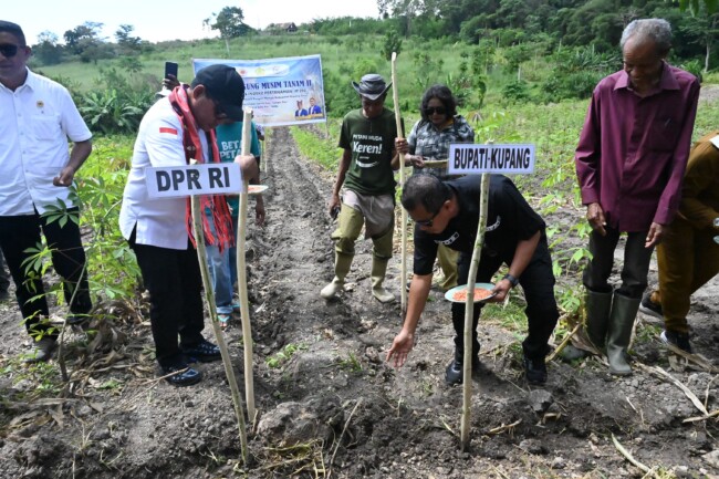 Bupati Kupang Yosef Lede dan Ahmad Yohan menanam jagung musim kedua bersama petani di Fatuleu sebagai dukungan terhadap swasembada pangan nasional.