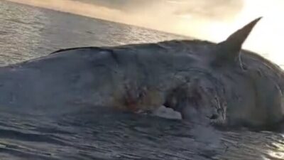 Bangkai paus besar mengapung di perairan Pantai Barate, Kupang.