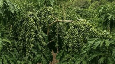 Kopi Arabika Amfoang Tembus Pasar Timor Leste: Potensi Unggul dari Lereng NTT.