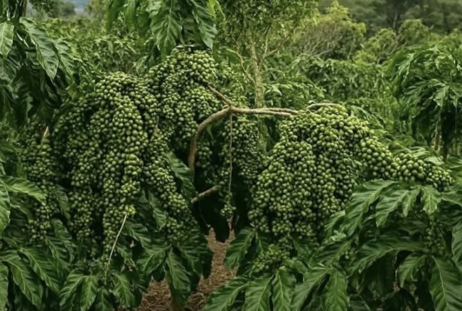Kopi Arabika Amfoang Tembus Pasar Timor Leste: Potensi Unggul dari Lereng NTT.