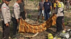 Tragis, Pria di Kupang Tewas Jatuh dari Pohon Kelapa Diduga Akibat Pengaruh Miras Sopi 7 Tragis, Pria di Kupang Tewas Jatuh dari Pohon Kelapa Diduga Akibat Pengaruh Miras Sopi.